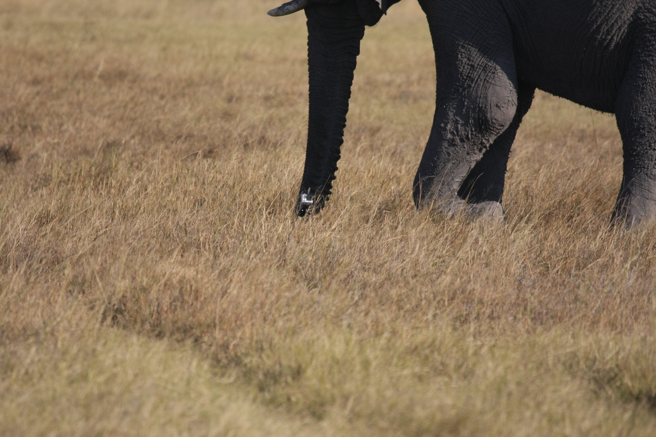 [25148] 2016_06_30_10_09_30_Africa_Canon_EOS_40D_IMG__00759.jpg