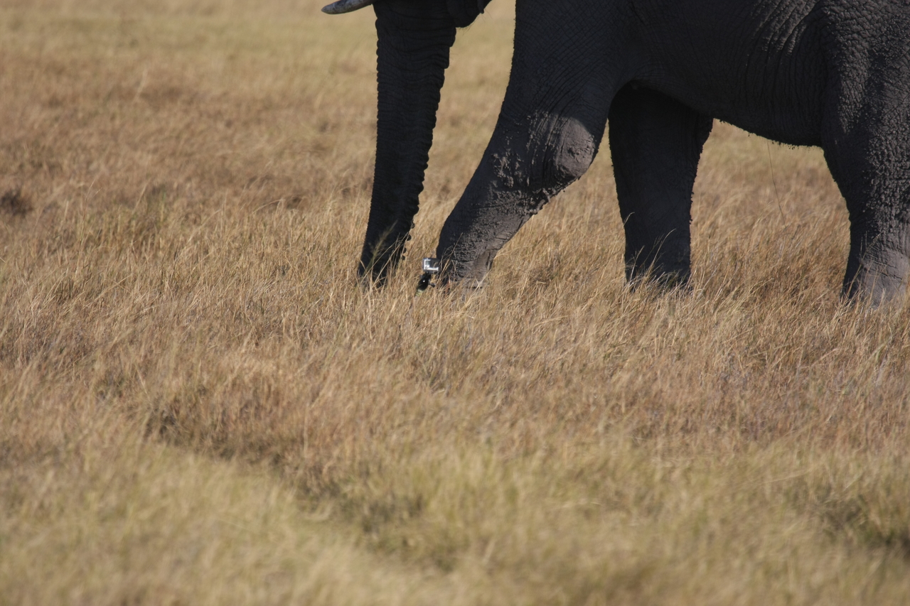 [25152] 2016_06_30_10_09_30_Africa_Canon_EOS_40D_IMG__04486.jpg