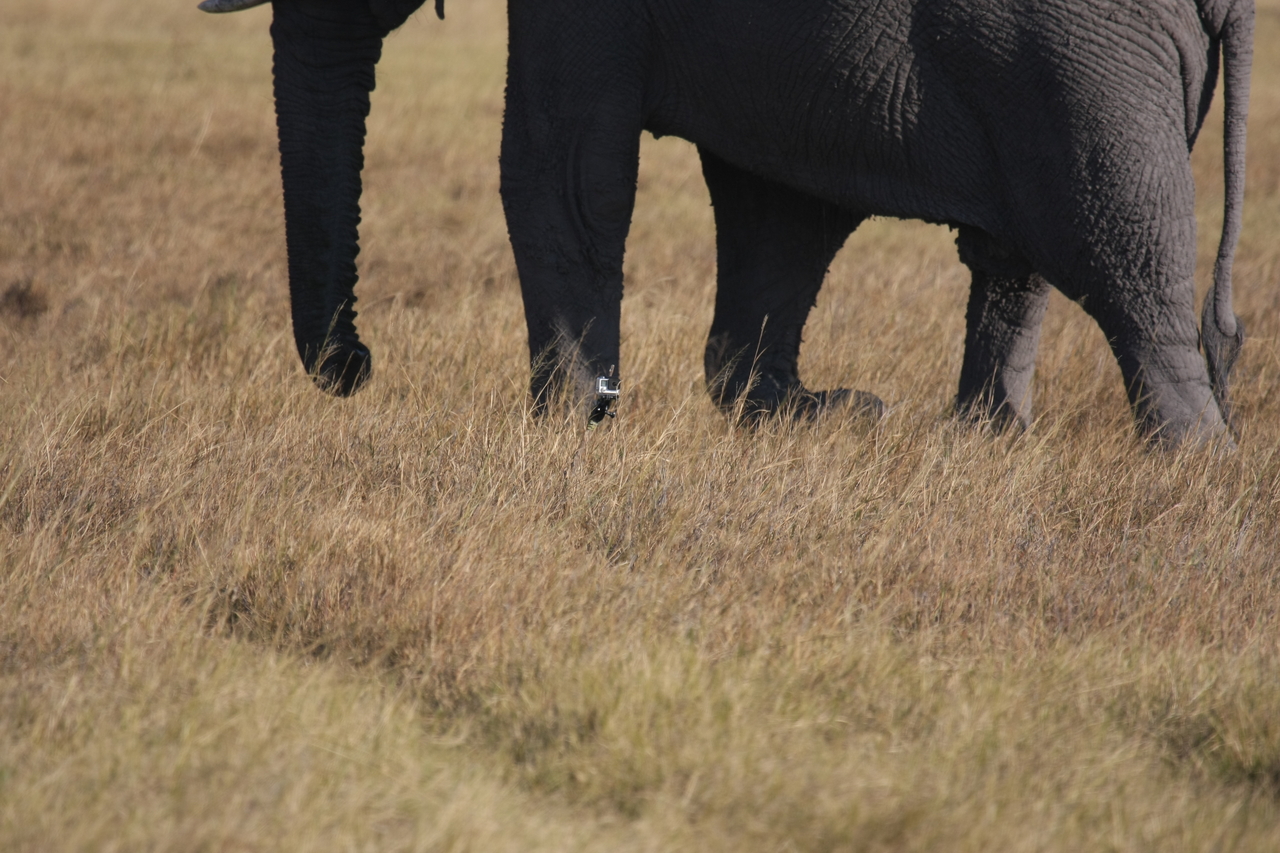 [25158] 2016_06_30_10_09_31_Africa_Canon_EOS_40D_IMG__00763.jpg