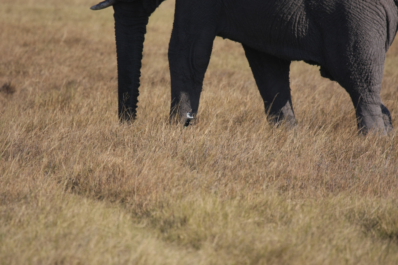 [25160] 2016_06_30_10_09_31_Africa_Canon_EOS_40D_IMG__04488.jpg