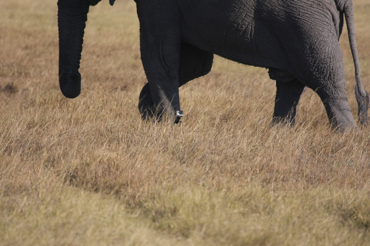 [25165] 2016_06_30_10_09_32_Africa_Canon_EOS_40D_IMG__00764.jpg