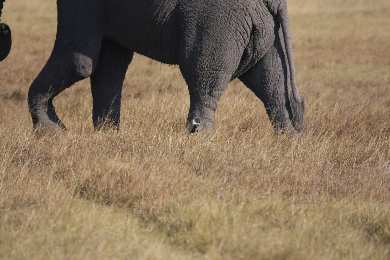 [25176] 2016_06_30_10_09_33_Africa_Canon_EOS_40D_IMG__00770.jpg