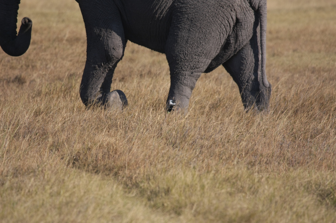 [25181] 2016_06_30_10_09_33_Africa_Canon_EOS_40D_IMG__11942.jpg