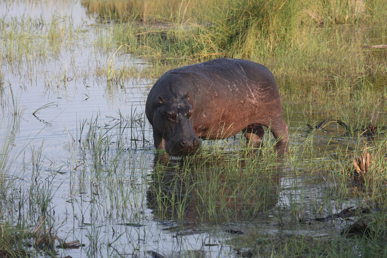 [27527] 2016_07_02_02_44_50_Africa_Canon_EOS_40D_IMG__00002.jpg