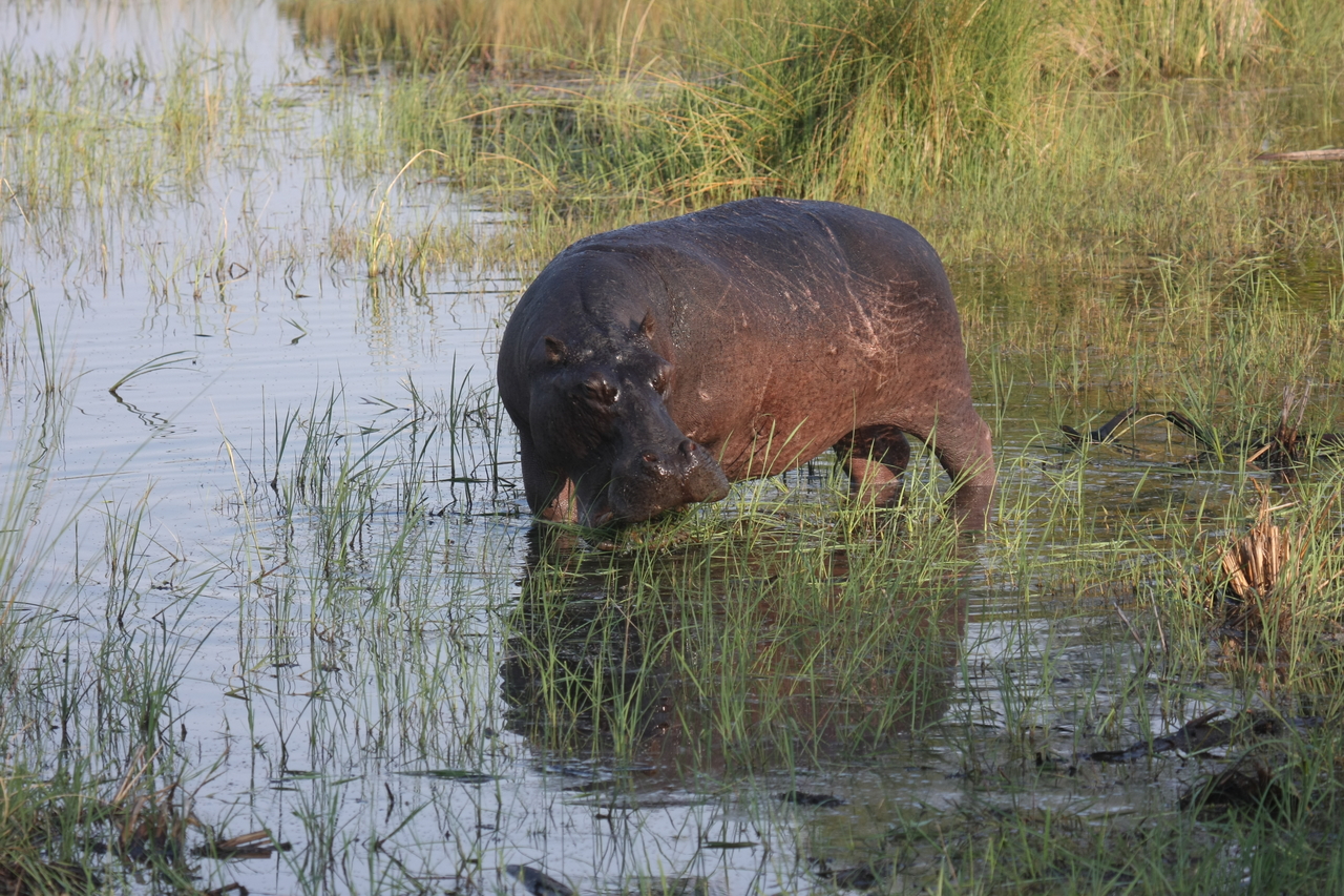 [27531] 2016_07_02_02_44_50_Africa_Canon_EOS_40D_IMG__04656.jpg
