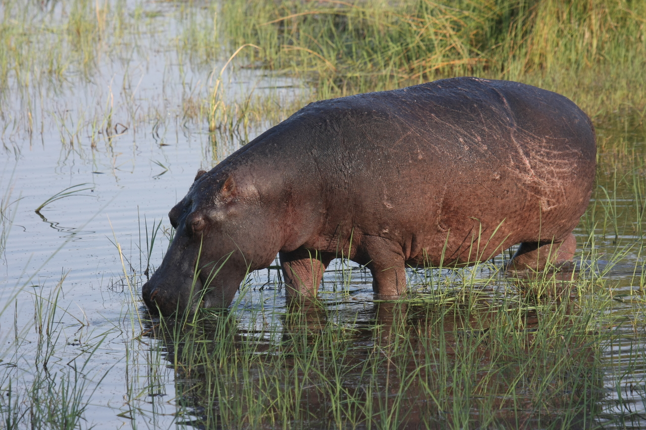 [27535] 2016_07_02_02_44_54_Africa_Canon_EOS_40D_IMG__00211.jpg