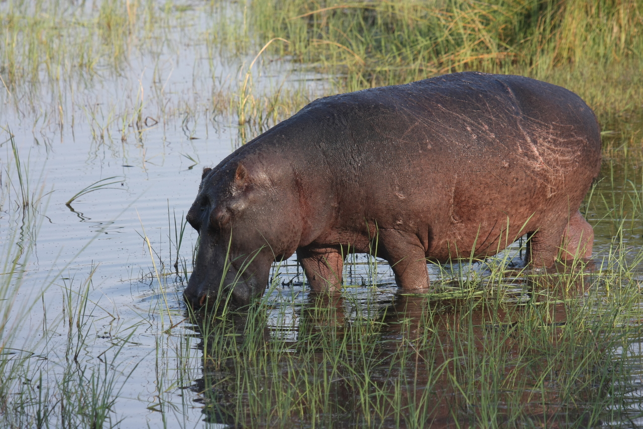 [27537] 2016_07_02_02_44_54_Africa_Canon_EOS_40D_IMG__00233.jpg