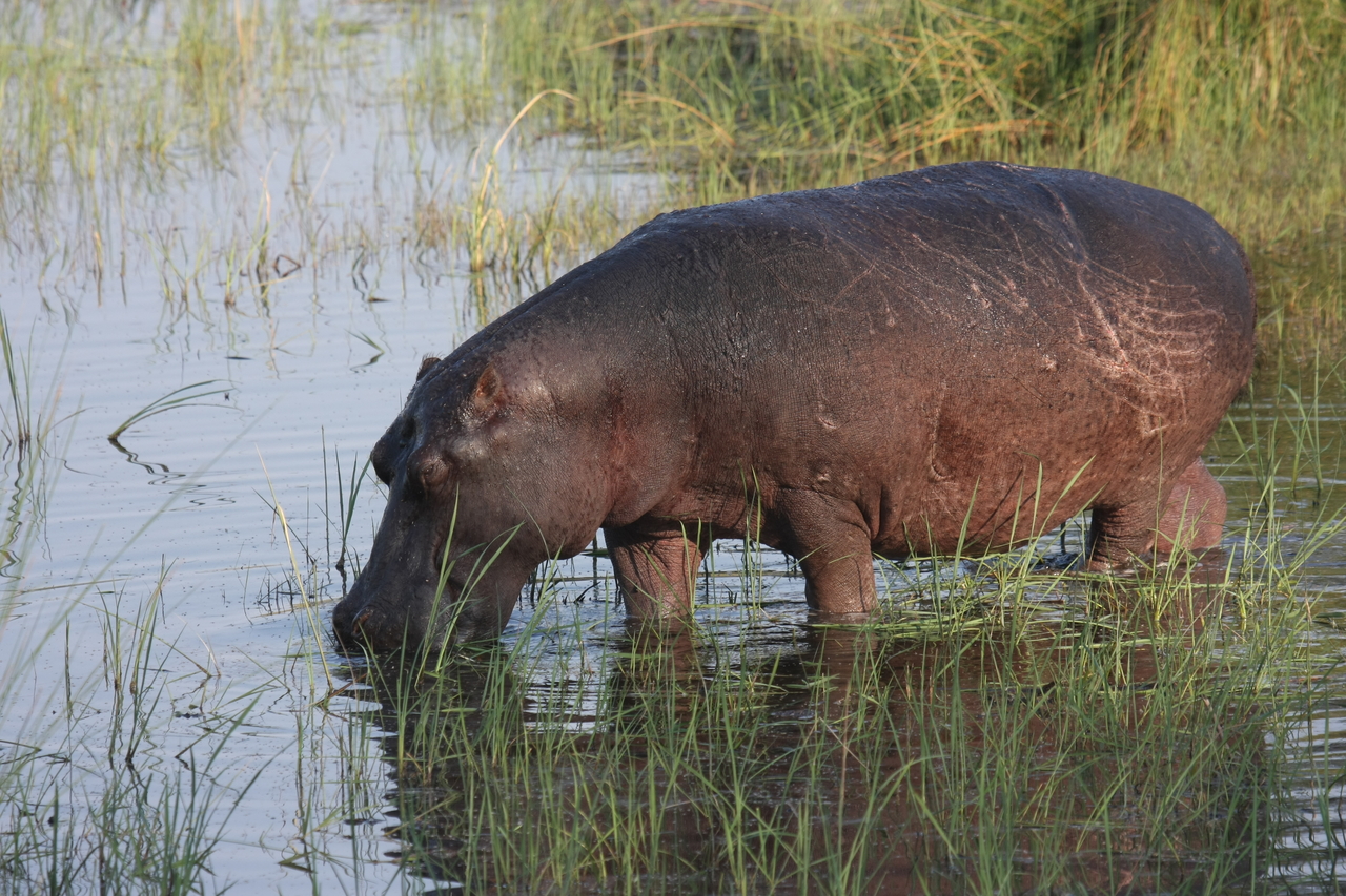 [27539] 2016_07_02_02_44_54_Africa_Canon_EOS_40D_IMG__04765.jpg