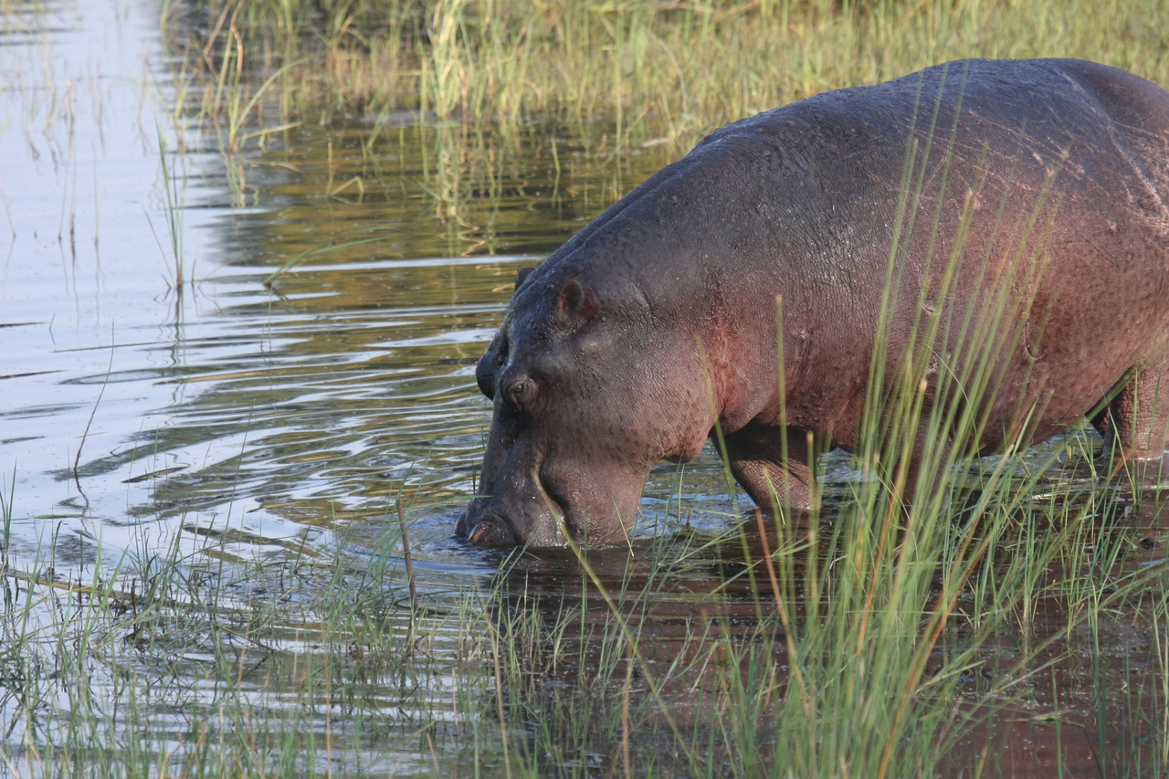 [27544] 2016_07_02_02_45_05_Africa_Canon_EOS_40D_IMG__00244.jpg