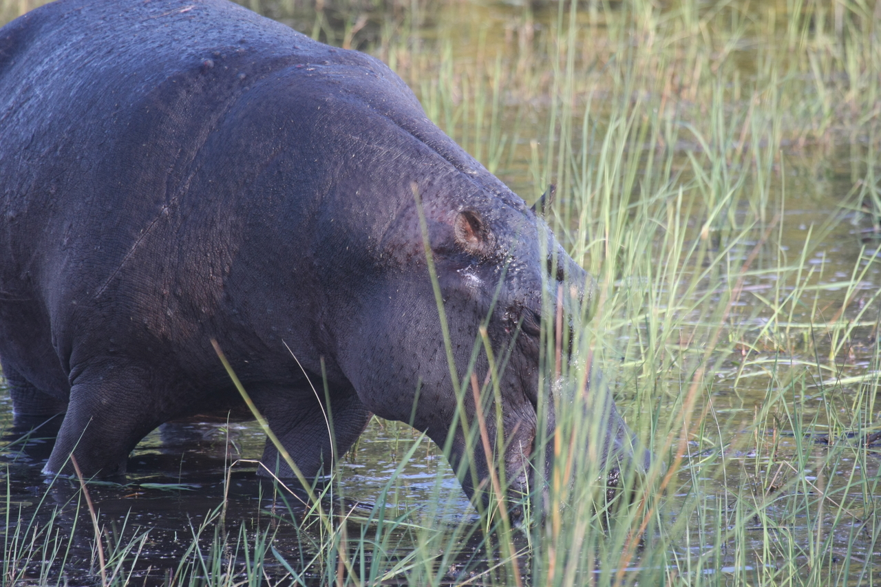 [27547] 2016_07_02_02_45_21_Africa_Canon_EOS_40D_IMG__00255.jpg