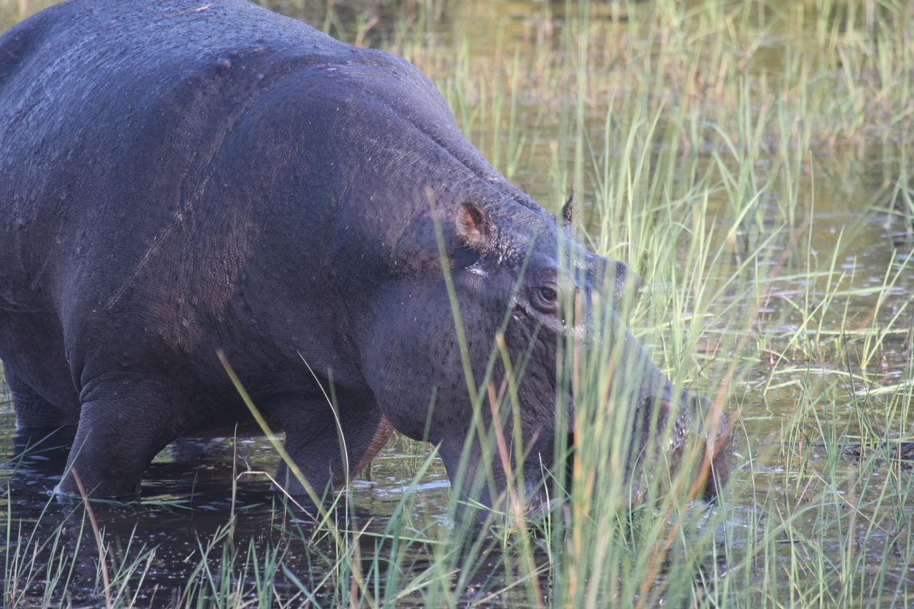 [27552] 2016_07_02_02_45_21_Africa_Canon_EOS_40D_IMG__04820.jpg