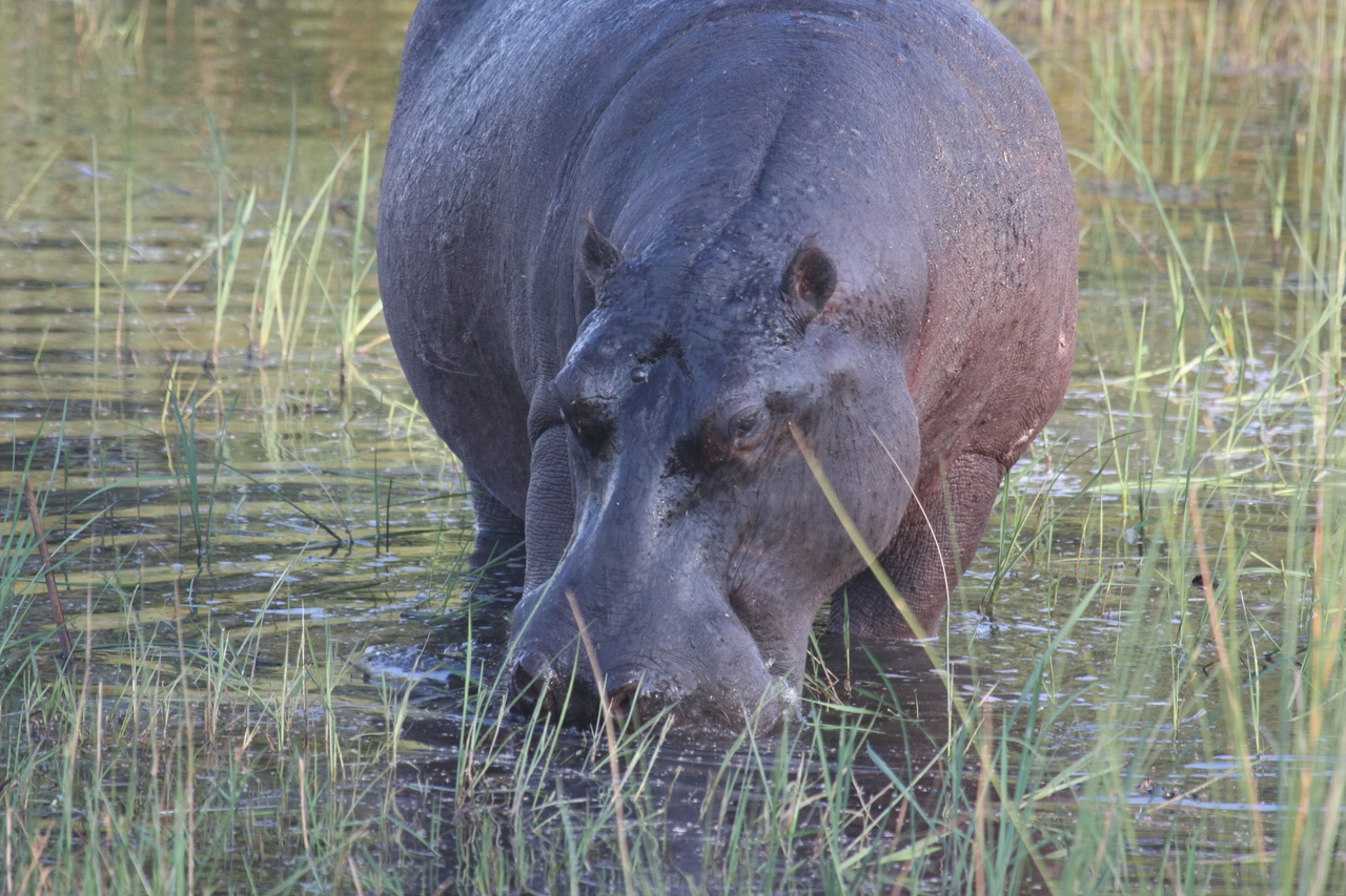 [27556] 2016_07_02_02_45_25_Africa_Canon_EOS_40D_IMG__00003.jpg