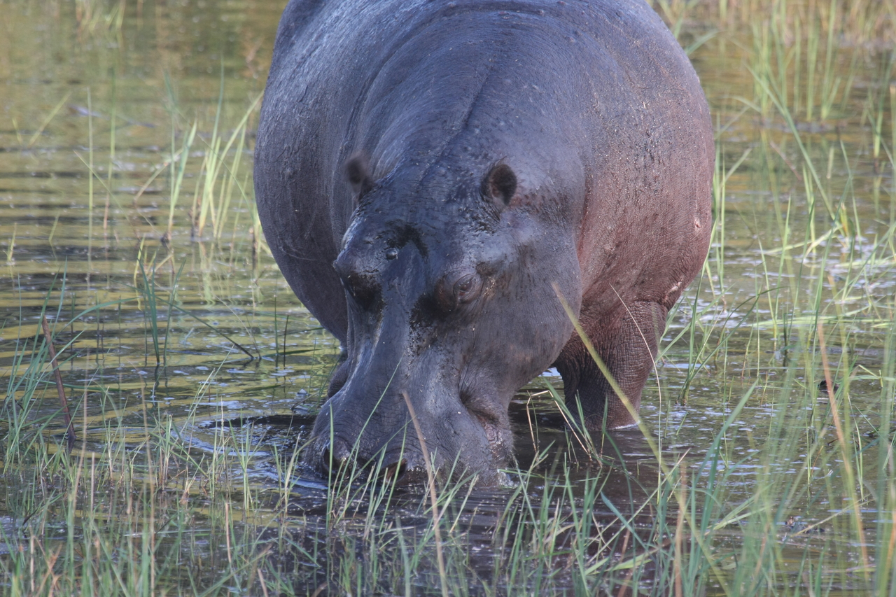 [27560] 2016_07_02_02_45_25_Africa_Canon_EOS_40D_IMG__04557.jpg