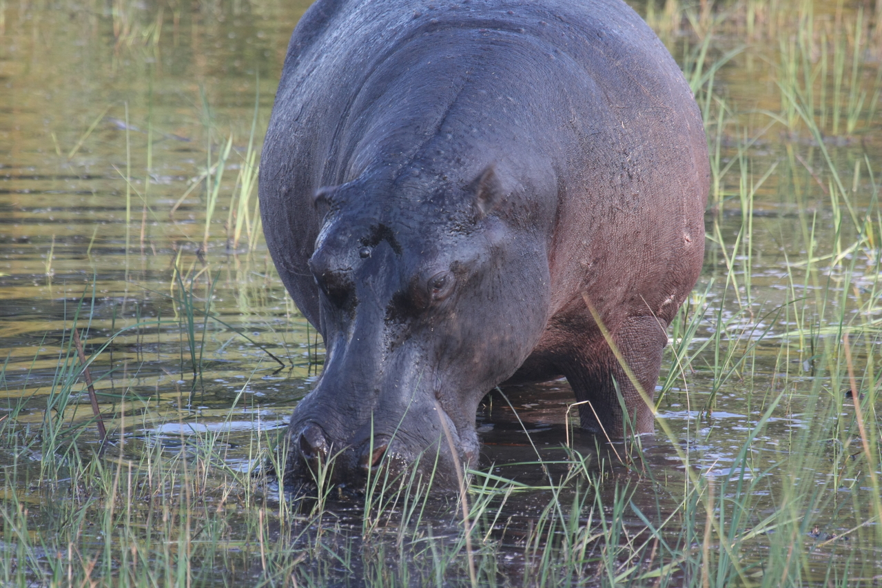 [27564] 2016_07_02_02_45_25_Africa_Canon_EOS_40D_IMG__12015.jpg