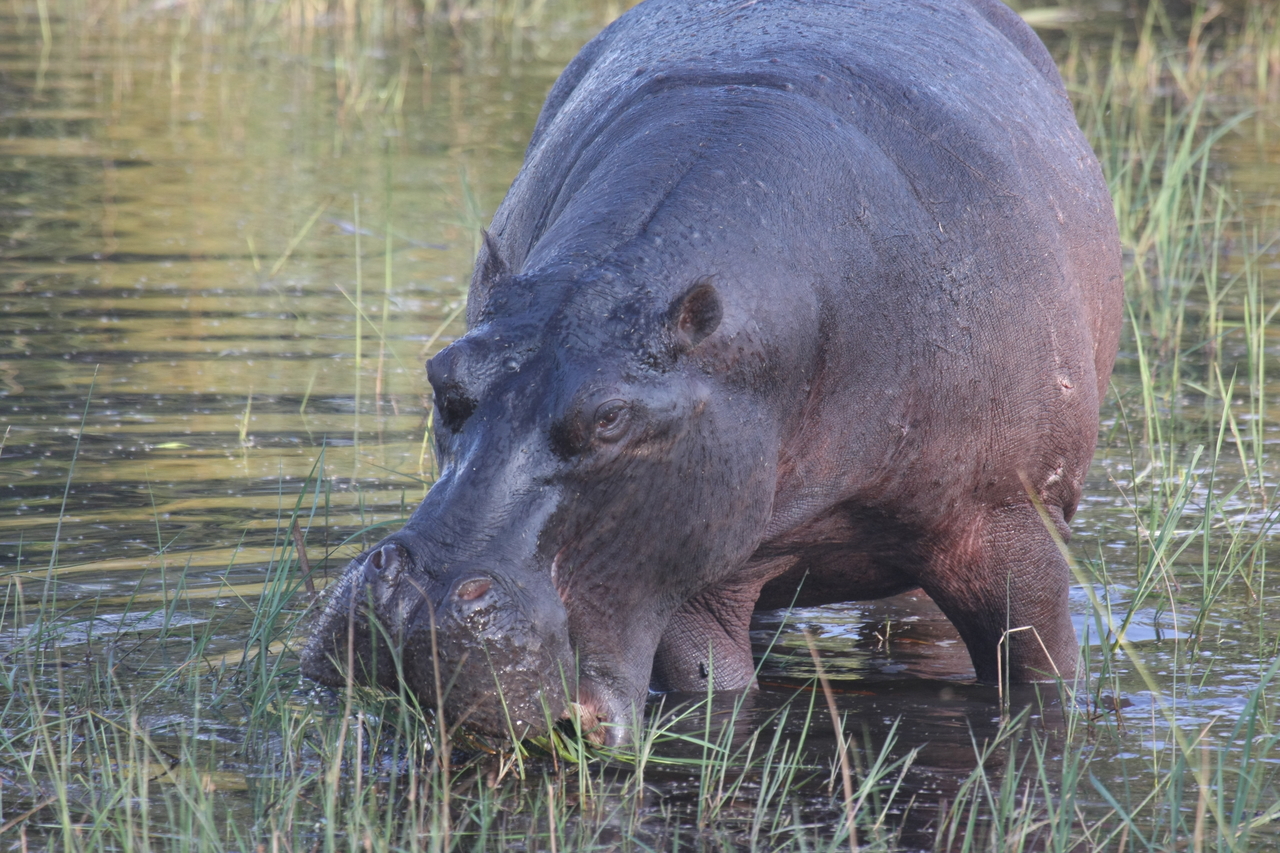 [27568] 2016_07_02_02_45_26_Africa_Canon_EOS_40D_IMG__04590.jpg