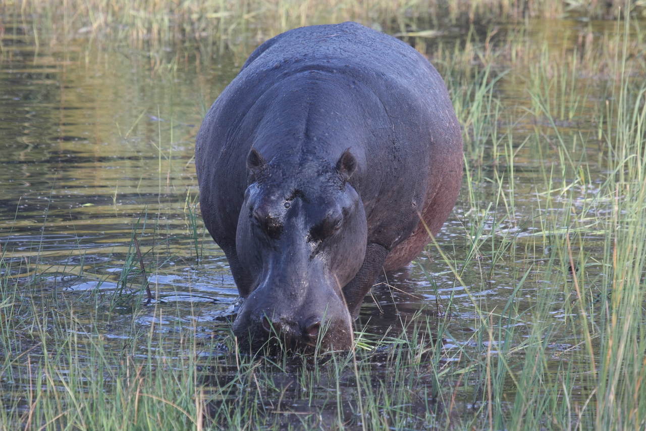 [27576] 2016_07_02_02_45_30_Africa_Canon_EOS_40D_IMG__04623.jpg