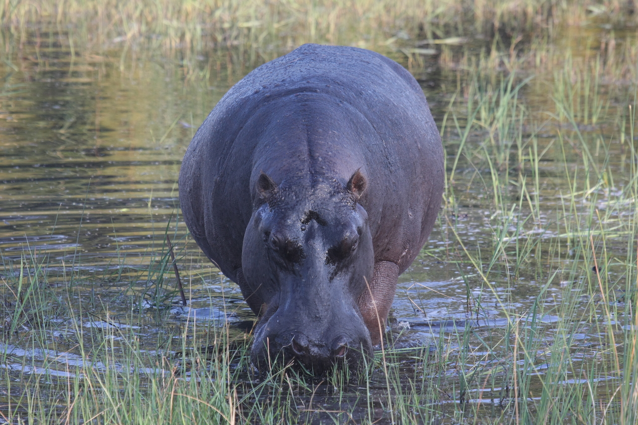 [27583] 2016_07_02_02_45_34_Africa_Canon_EOS_40D_IMG__00102.jpg