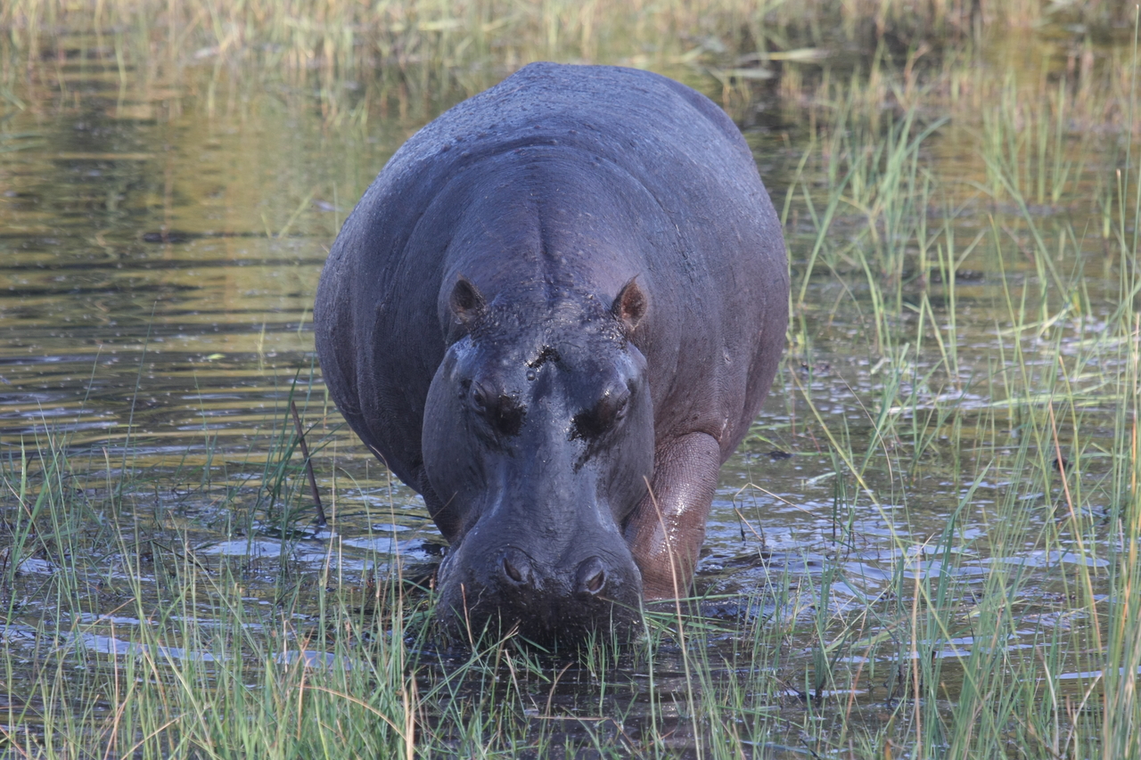 [27586] 2016_07_02_02_45_34_Africa_Canon_EOS_40D_IMG__04657.jpg