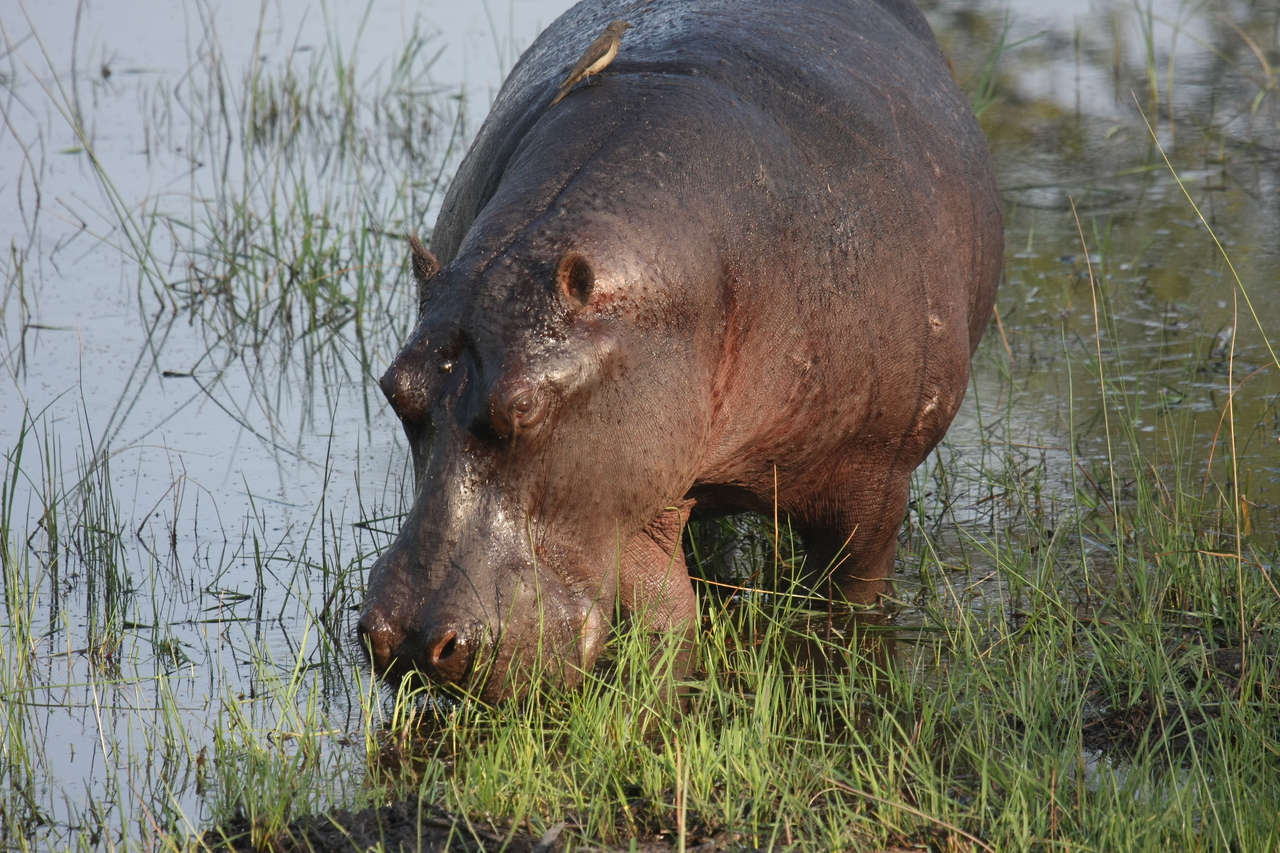 [27604] 2016_07_02_02_46_55_Africa_Canon_EOS_40D_IMG__00180.jpg