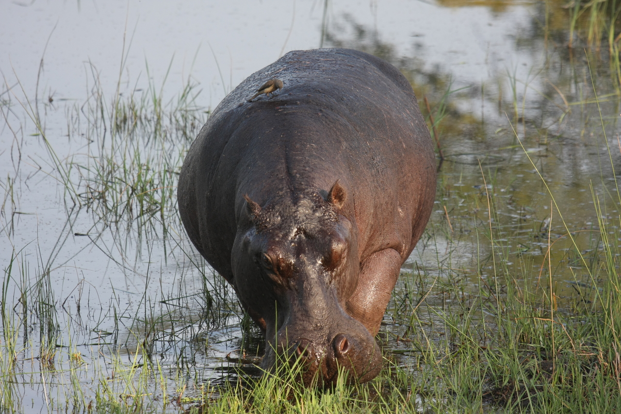 [27611] 2016_07_02_02_46_58_Africa_Canon_EOS_40D_IMG__00210.jpg