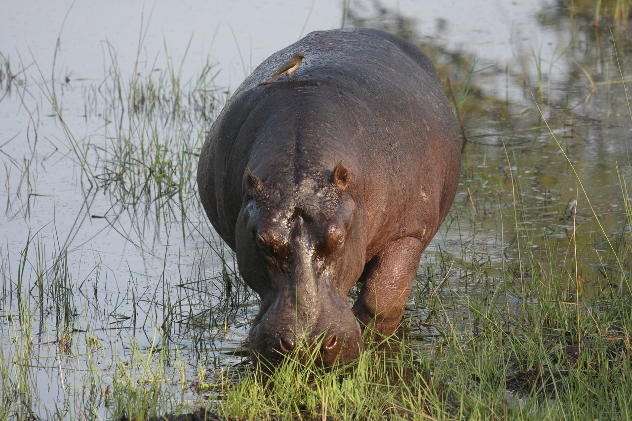 [27612] 2016_07_02_02_46_58_Africa_Canon_EOS_40D_IMG__04745.jpg