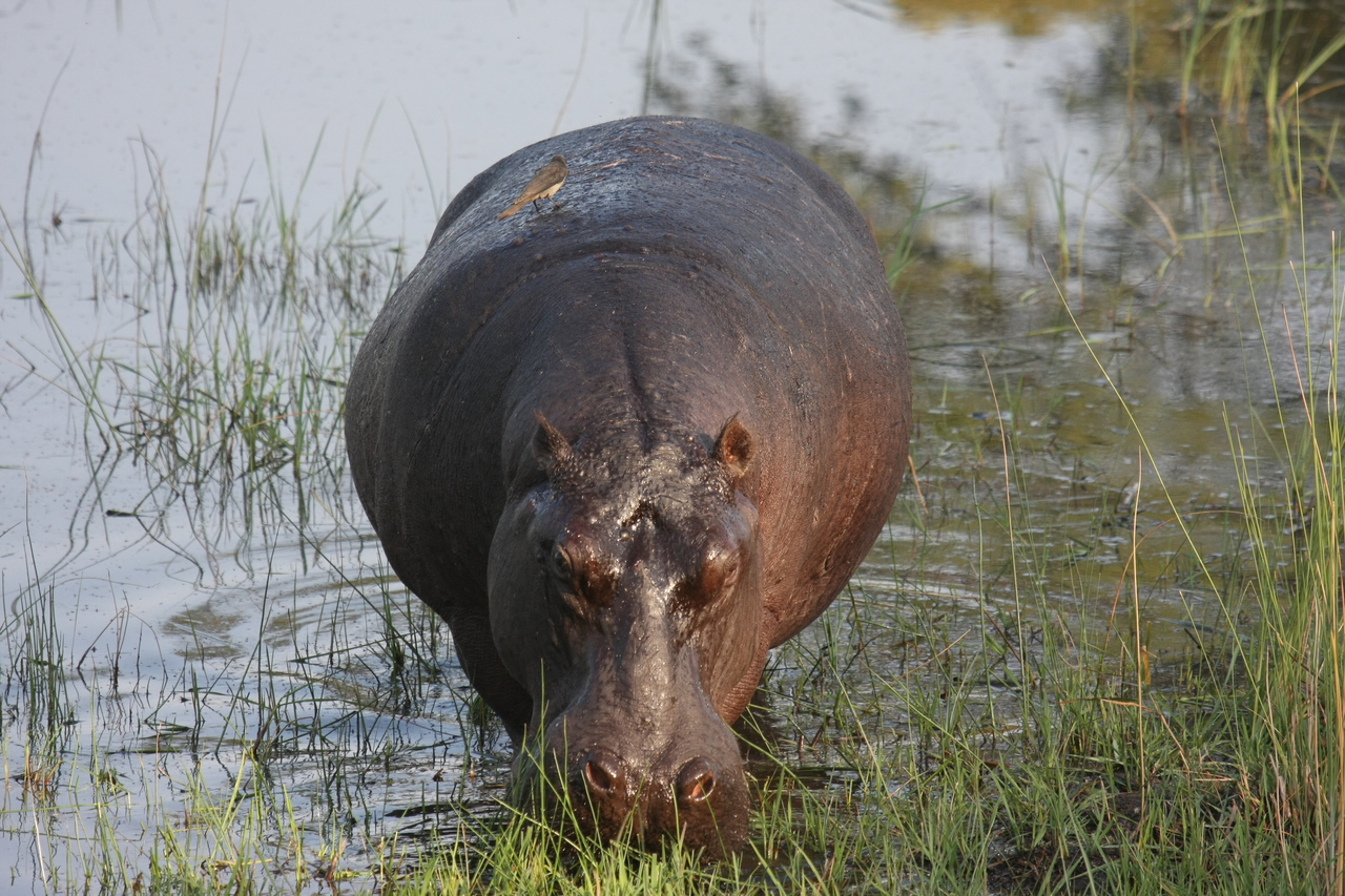 [27621] 2016_07_02_02_47_00_Africa_Canon_EOS_40D_IMG__12203.jpg