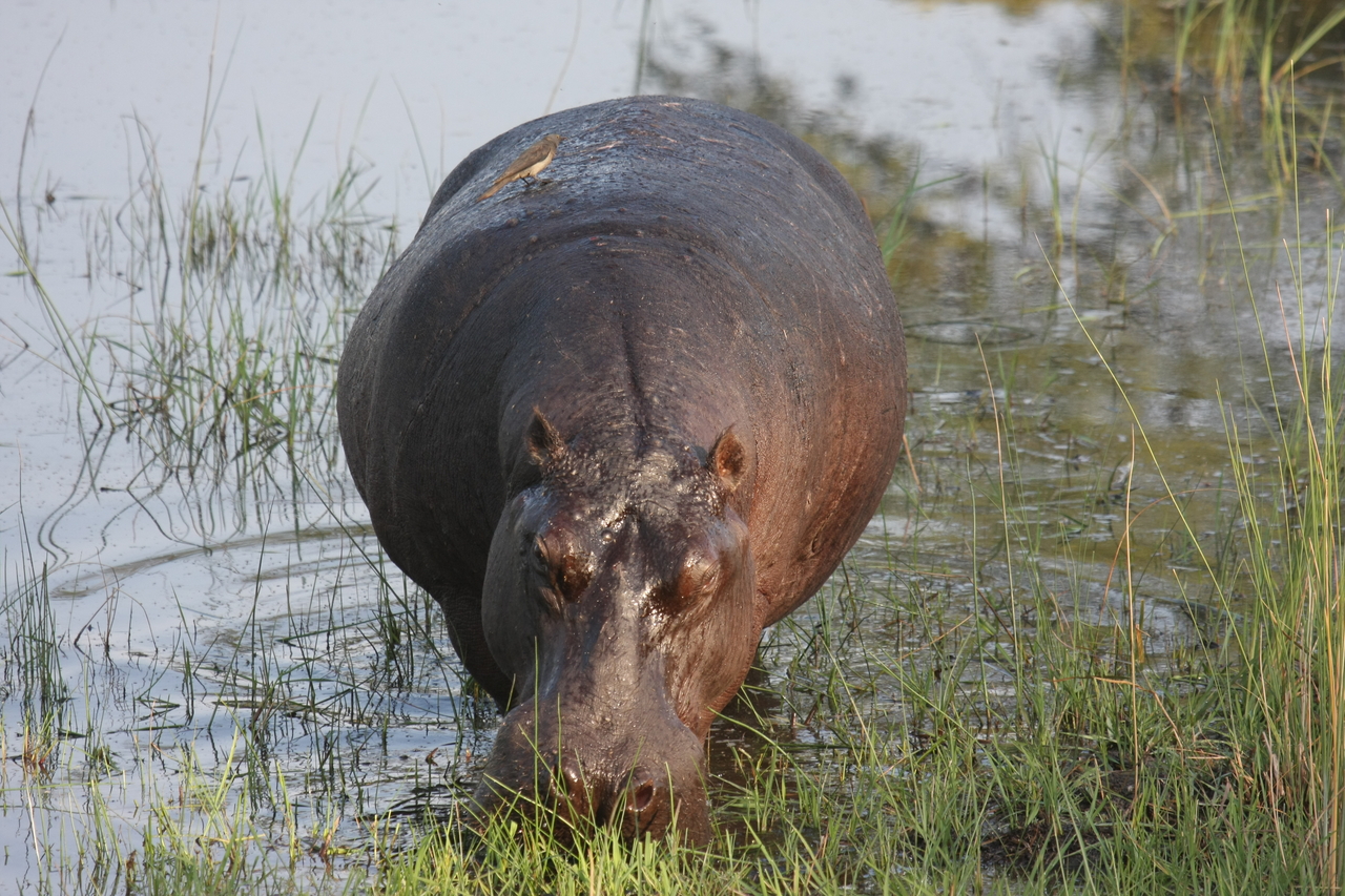 [27622] 2016_07_02_02_47_01_Africa_Canon_EOS_40D_IMG__00214.jpg