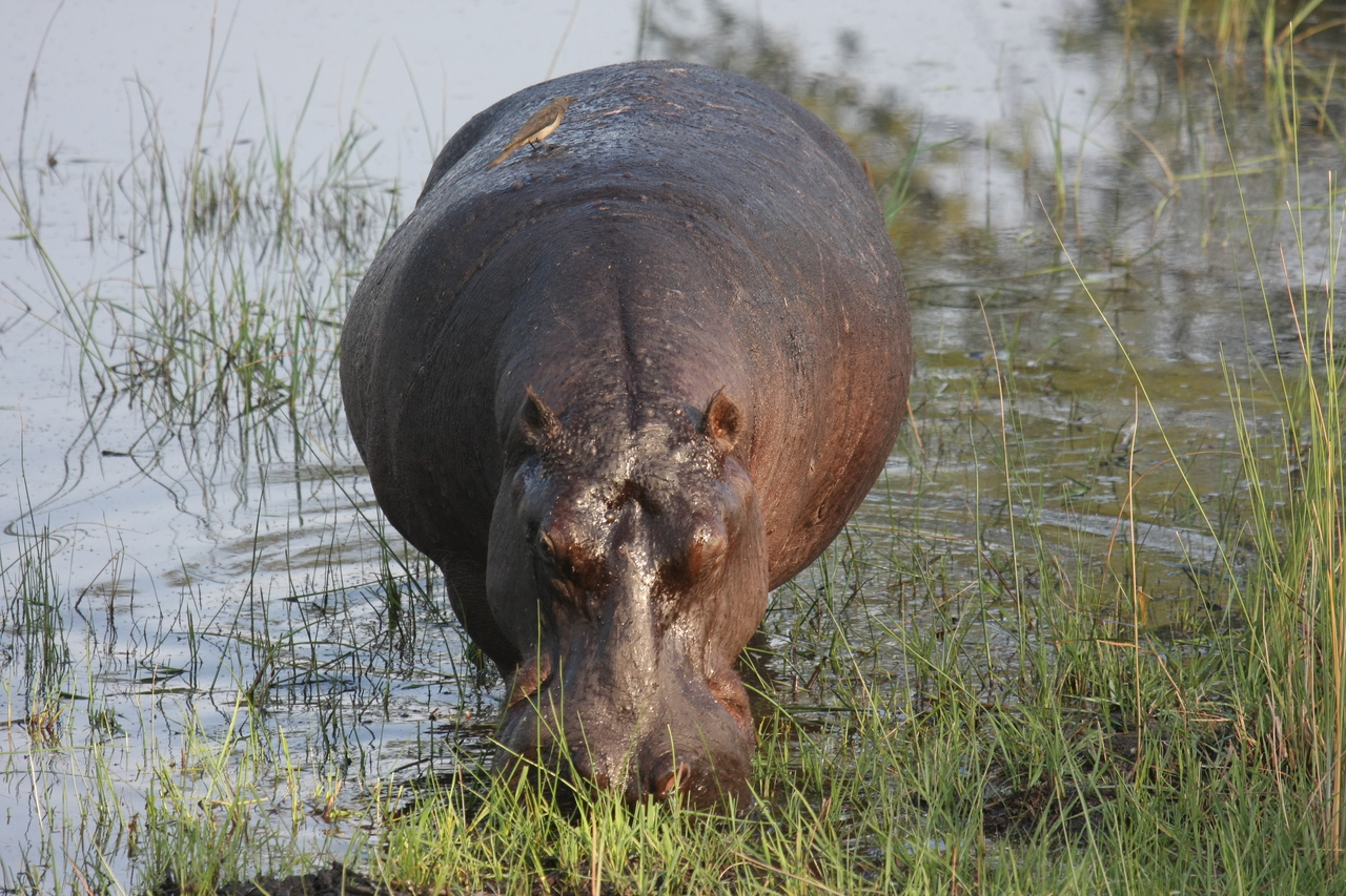 [27627] 2016_07_02_02_47_01_Africa_Canon_EOS_40D_IMG__12205.jpg