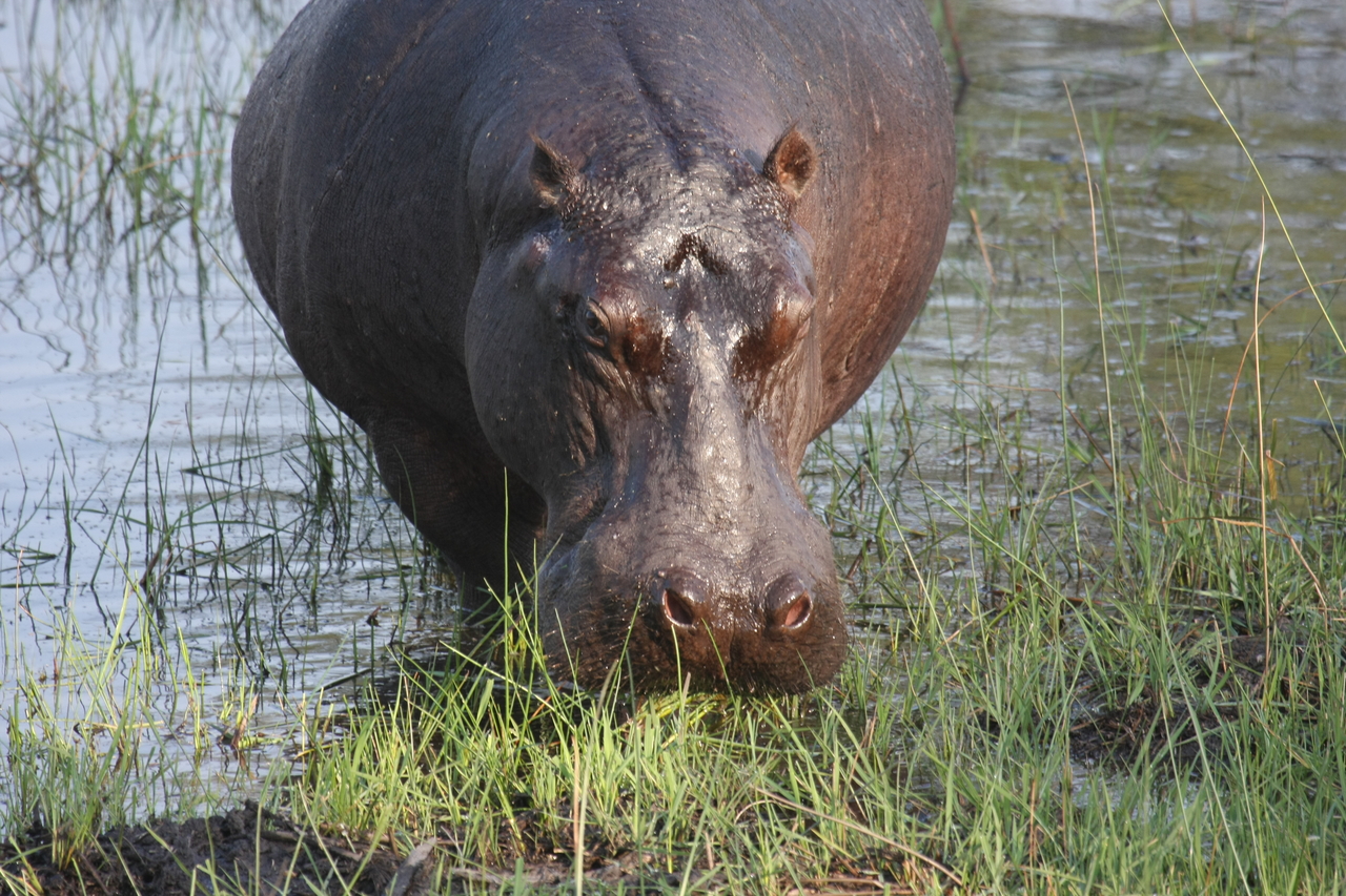 [27631] 2016_07_02_02_47_06_Africa_Canon_EOS_40D_IMG__00217.jpg