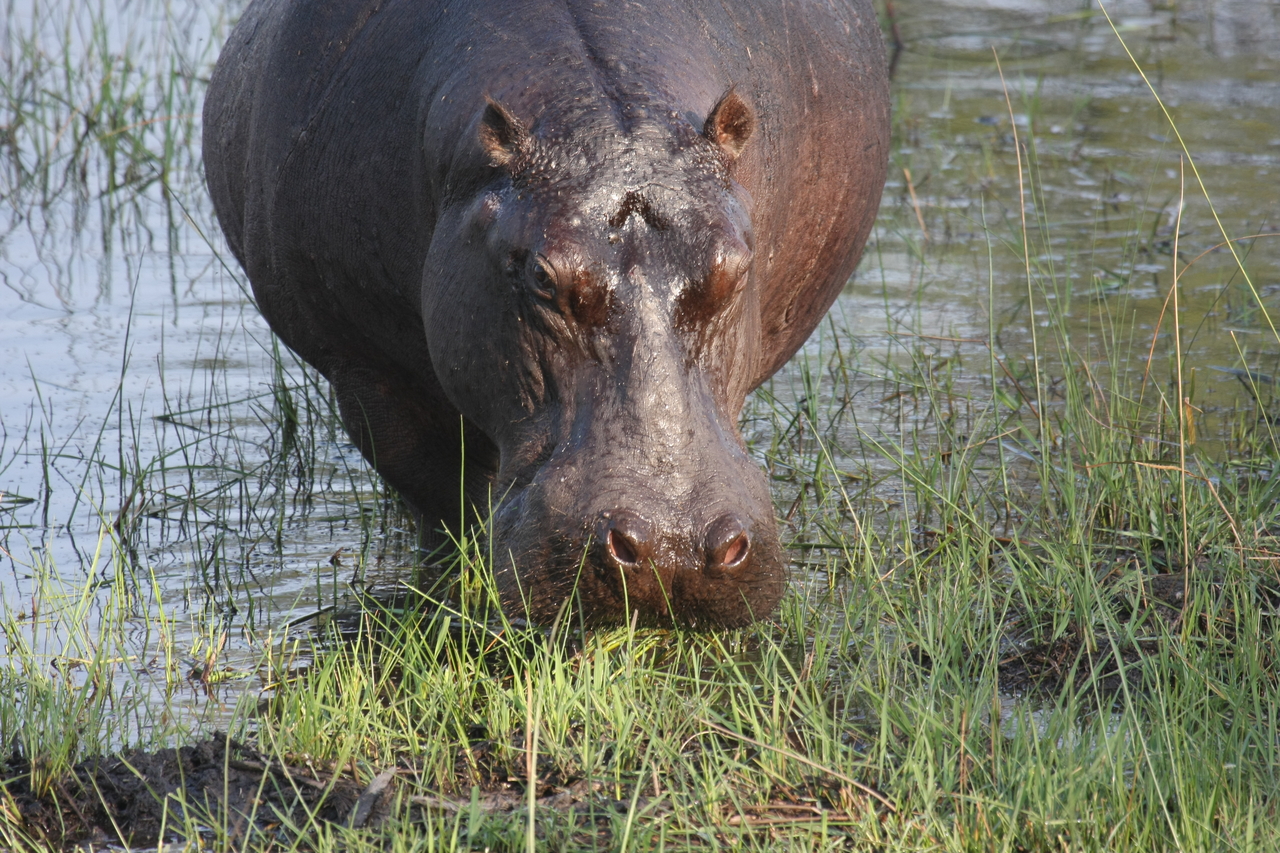 [27638] 2016_07_02_02_47_06_Africa_Canon_EOS_40D_IMG__12208.jpg