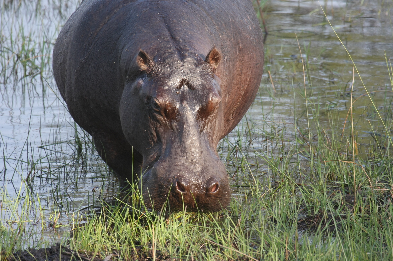 [27641] 2016_07_02_02_47_07_Africa_Canon_EOS_40D_IMG__04763.jpg