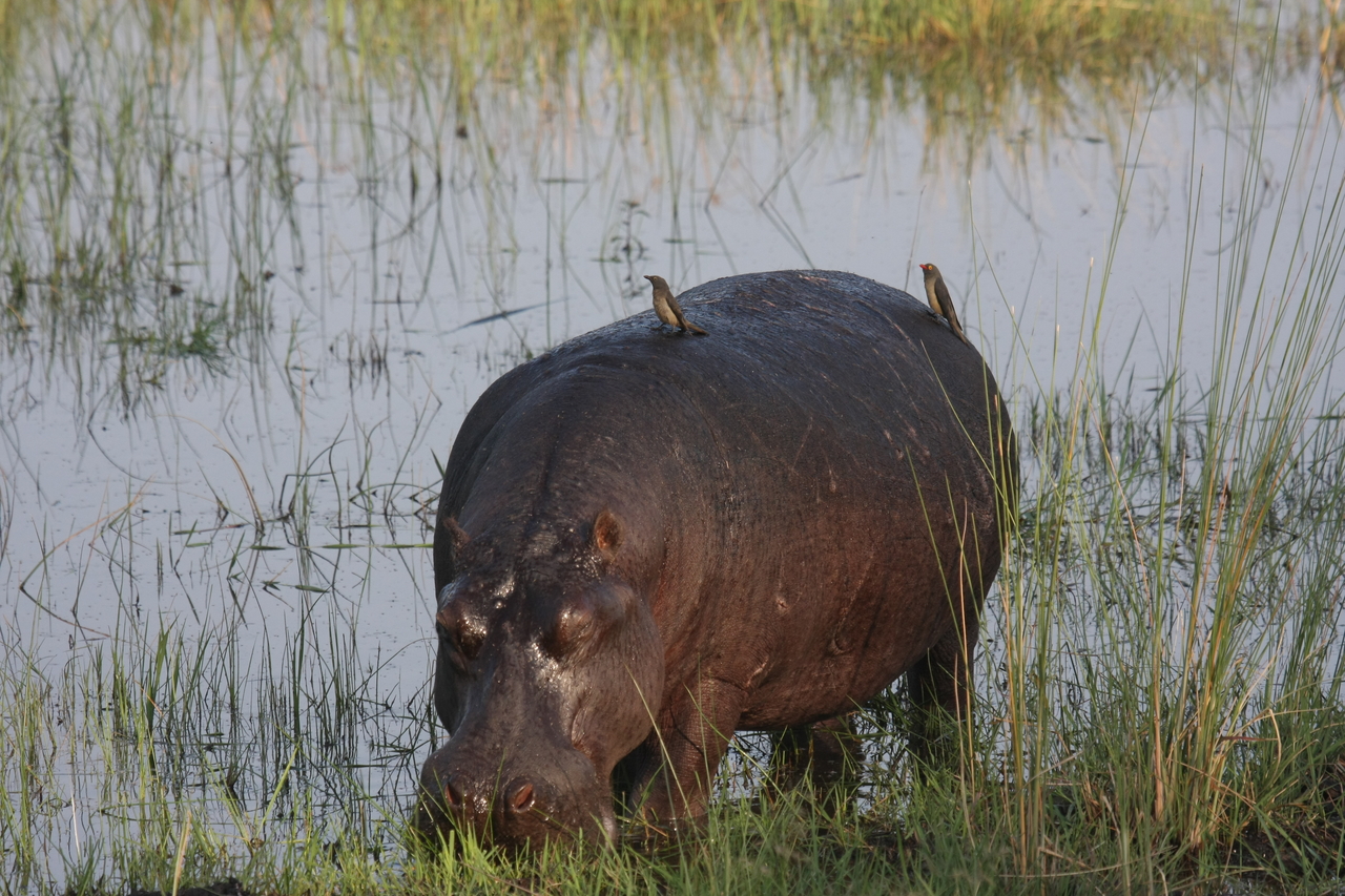 [27643] 2016_07_02_02_47_44_Africa_Canon_EOS_40D_IMG__00221.jpg