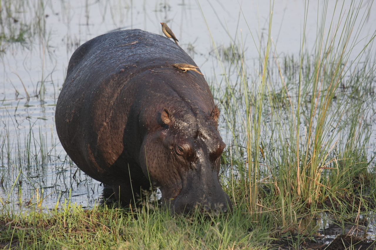 [27667] 2016_07_02_02_48_03_Africa_Canon_EOS_40D_IMG__00230.jpg