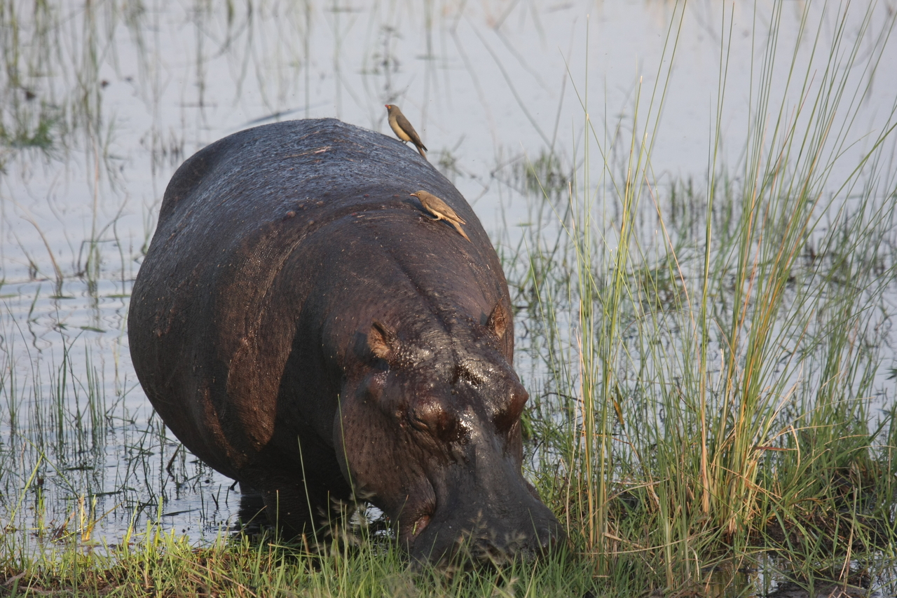 [27669] 2016_07_02_02_48_03_Africa_Canon_EOS_40D_IMG__00232.jpg