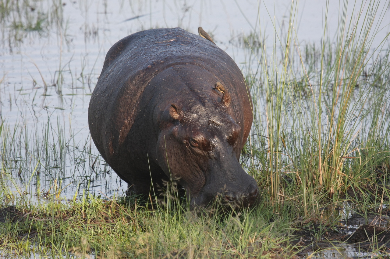 [27678] 2016_07_02_02_48_08_Africa_Canon_EOS_40D_IMG__00236.jpg