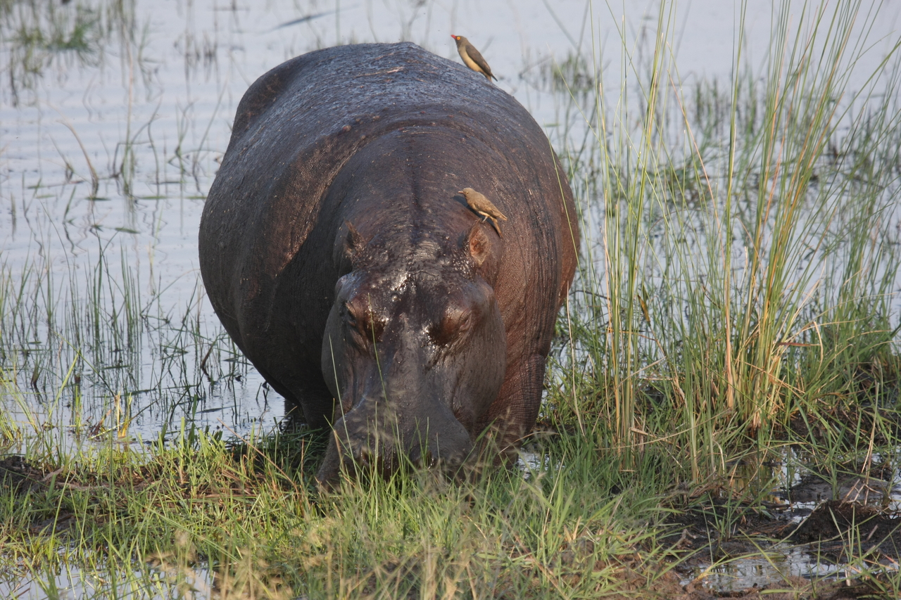 [27679] 2016_07_02_02_48_08_Africa_Canon_EOS_40D_IMG__04777.jpg