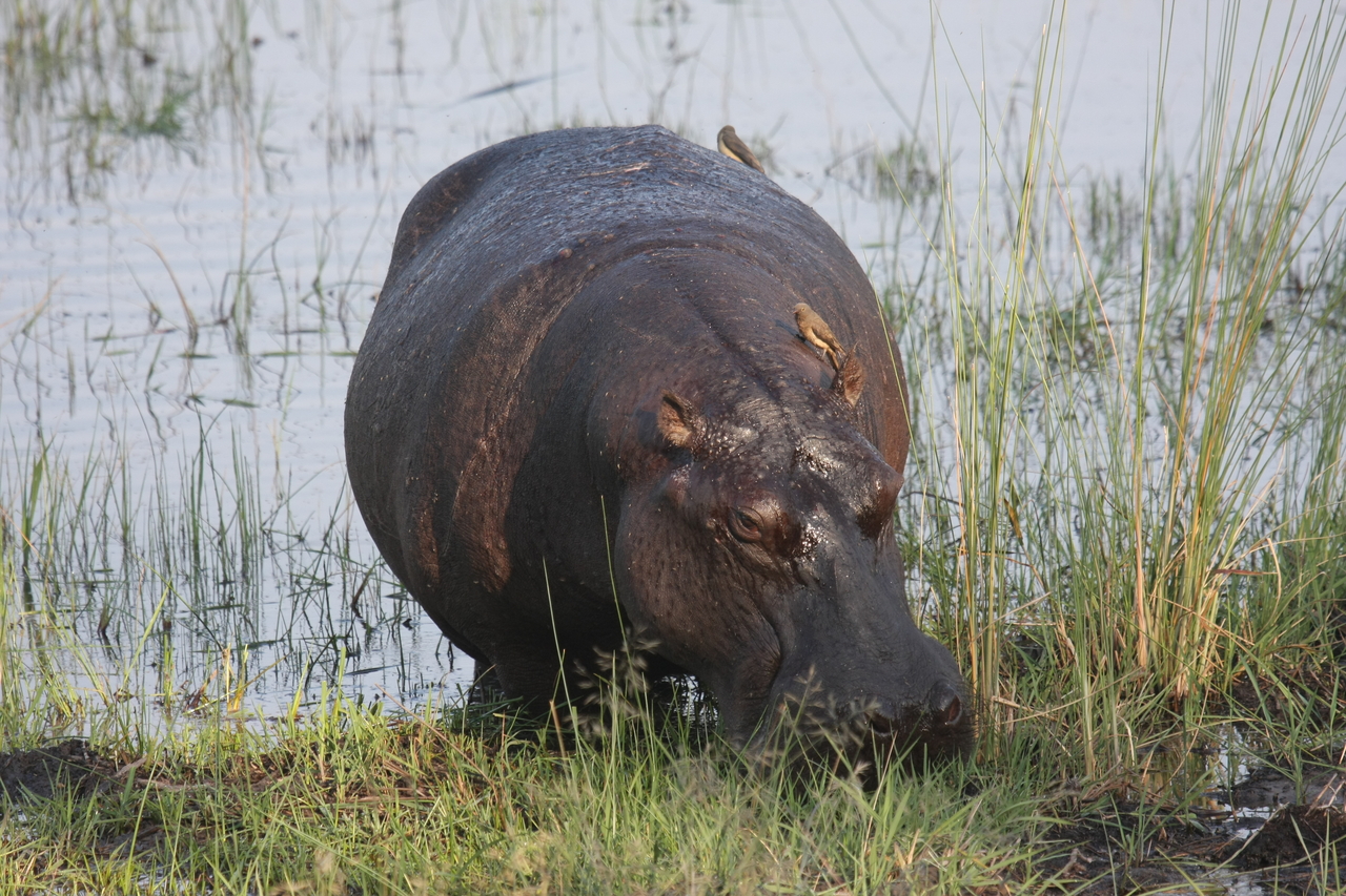 [27685] 2016_07_02_02_48_09_Africa_Canon_EOS_40D_IMG__00237.jpg