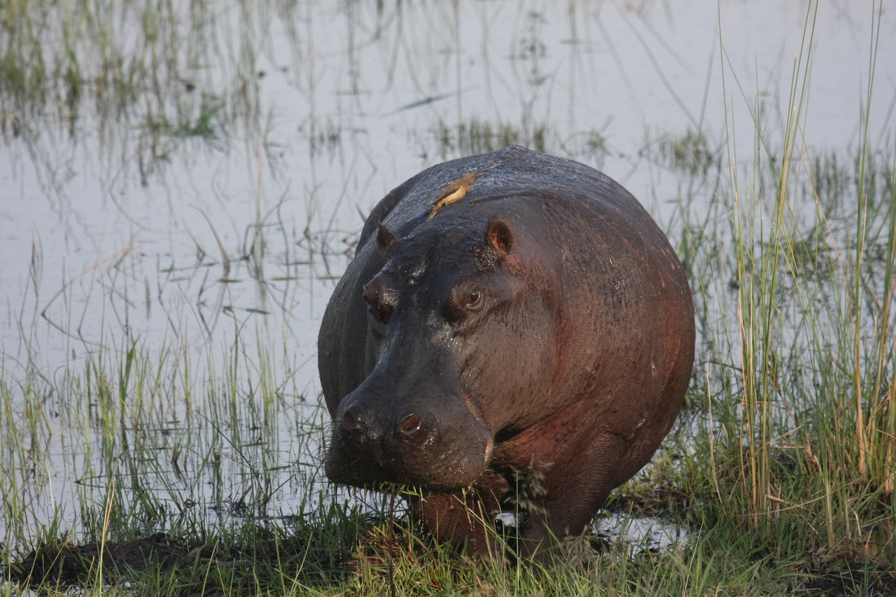 [27689] 2016_07_02_02_48_35_Africa_Canon_EOS_40D_IMG__00239.jpg