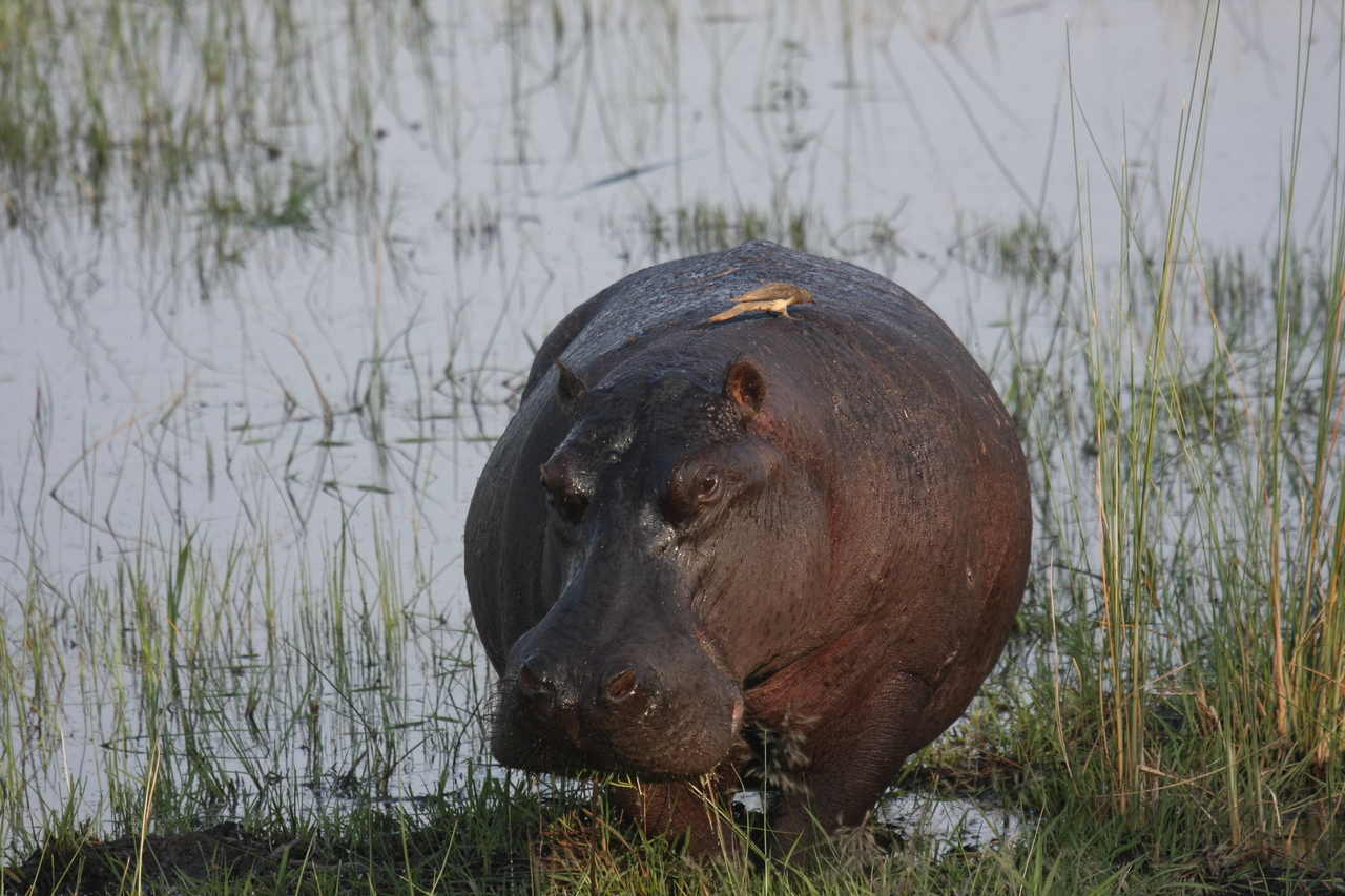 [27696] 2016_07_02_02_48_35_Africa_Canon_EOS_40D_IMG__12230.jpg