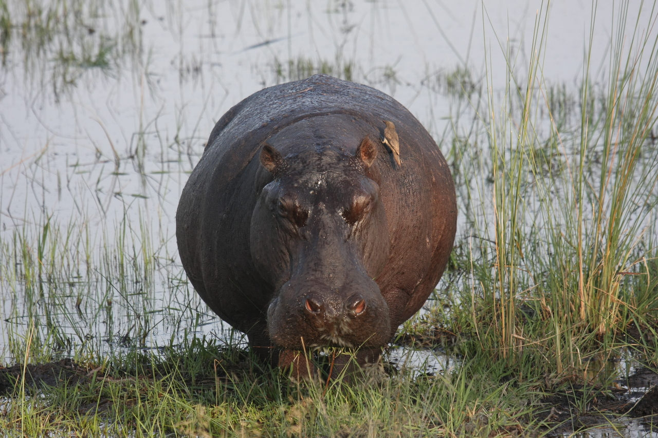 [27697] 2016_07_02_02_48_38_Africa_Canon_EOS_40D_IMG__00241.jpg