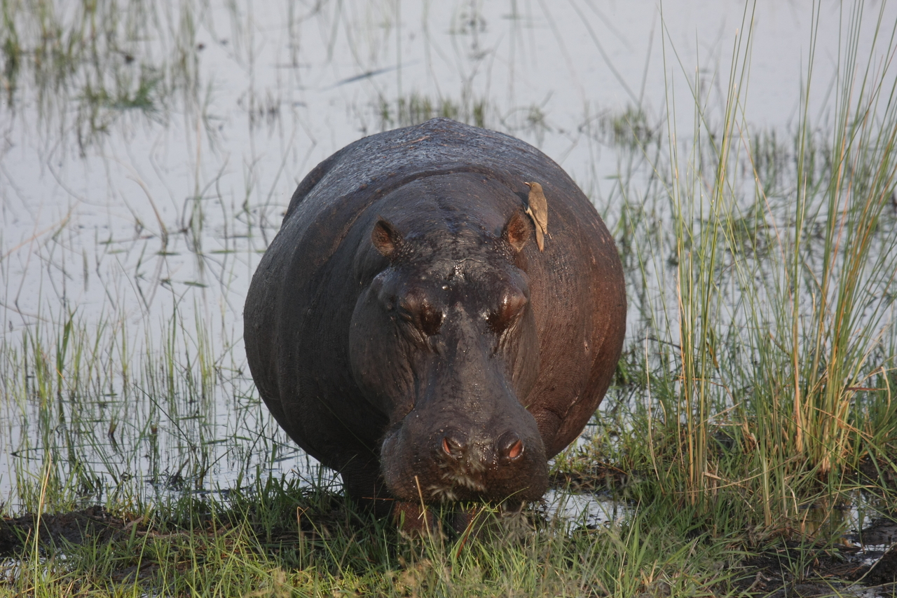 [27704] 2016_07_02_02_48_38_Africa_Canon_EOS_40D_IMG__12232.jpg