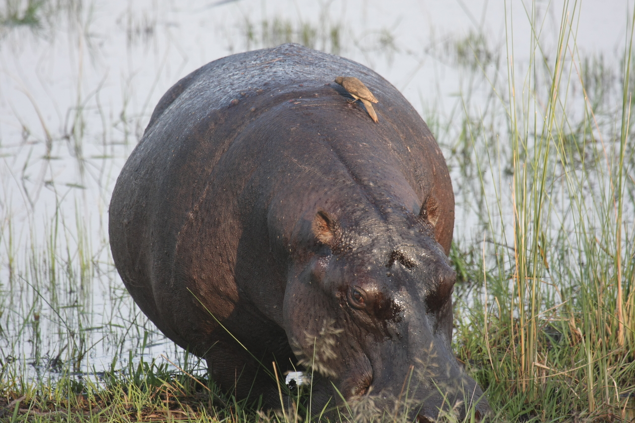 [27706] 2016_07_02_02_48_44_Africa_Canon_EOS_40D_IMG__00245.jpg