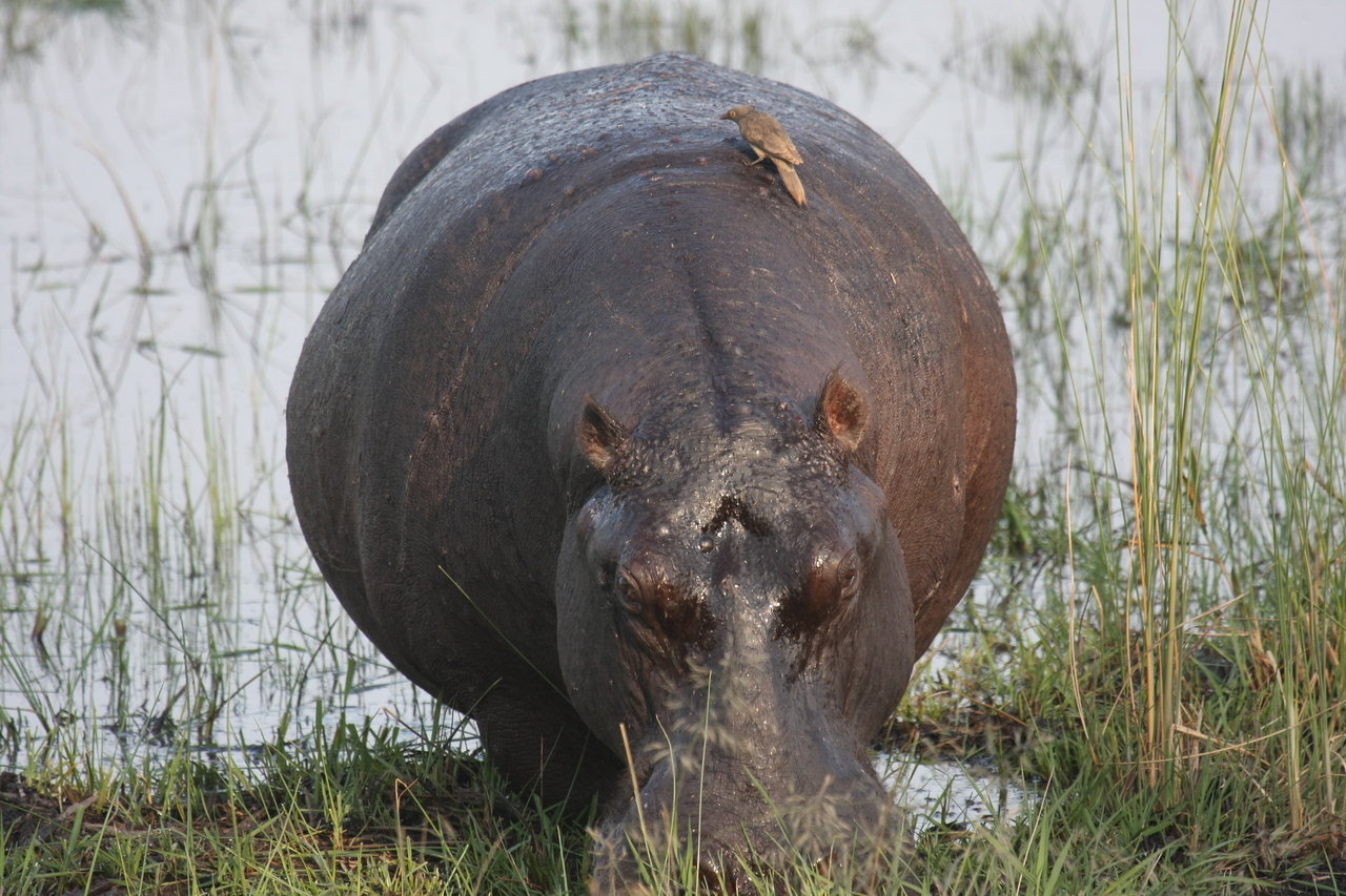 [27708] 2016_07_02_02_48_44_Africa_Canon_EOS_40D_IMG__00247.jpg