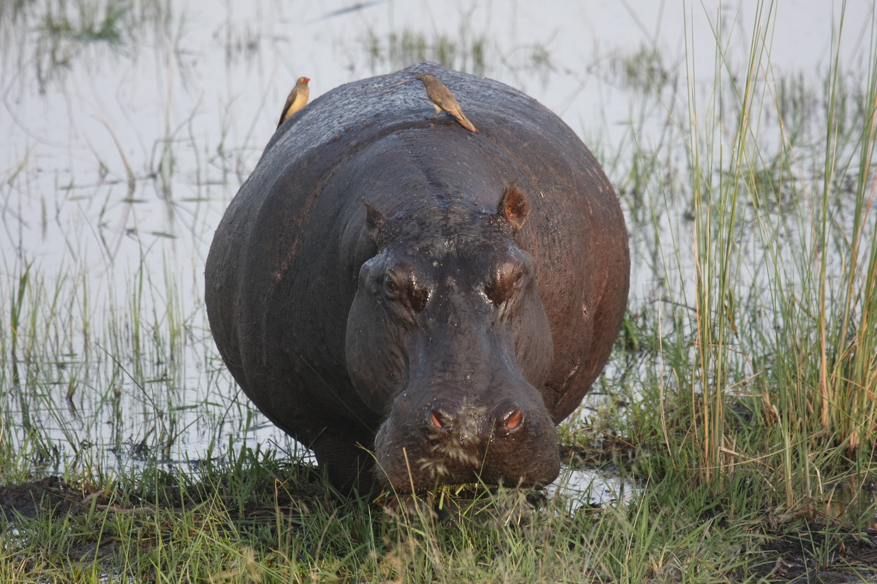 [27719] 2016_07_02_02_48_48_Africa_Canon_EOS_40D_IMG__00250.jpg