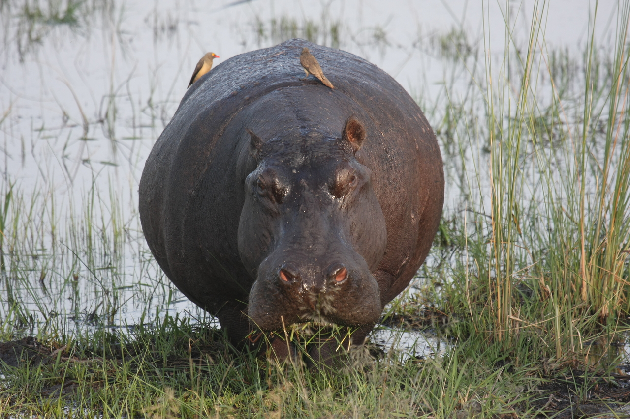 [27720] 2016_07_02_02_48_48_Africa_Canon_EOS_40D_IMG__00251.jpg