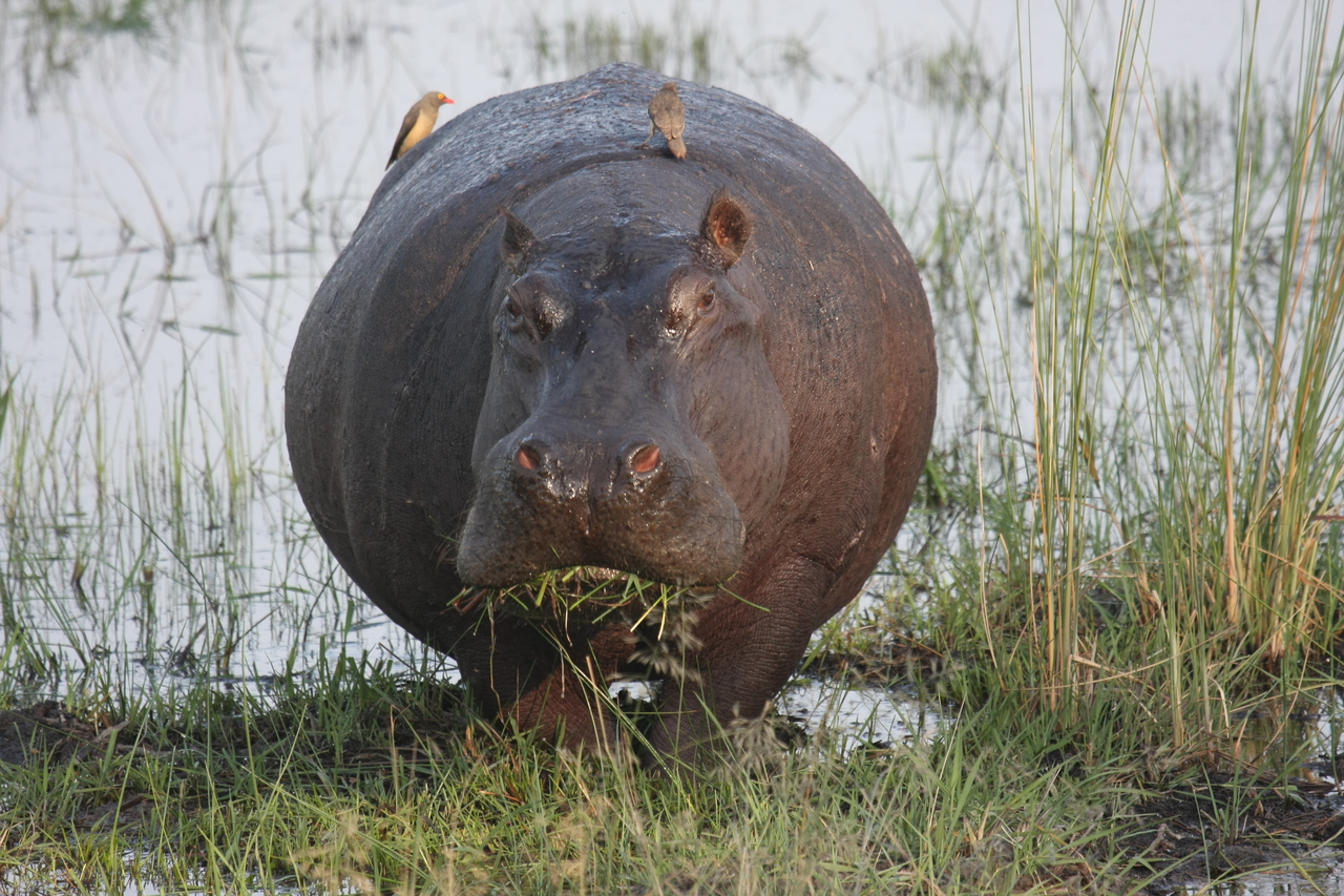 [27730] 2016_07_02_02_48_49_Africa_Canon_EOS_40D_IMG__04795.jpg