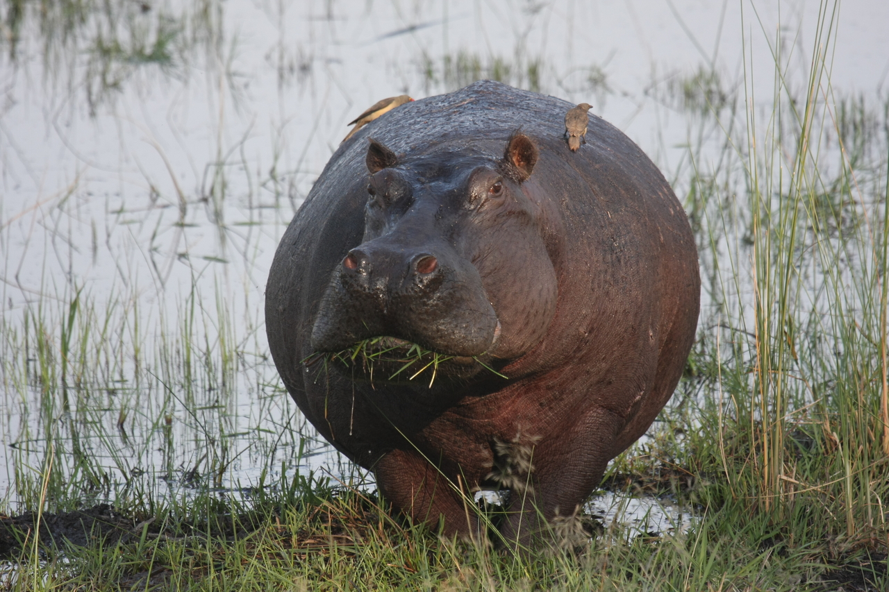 [27737] 2016_07_02_02_48_50_Africa_Canon_EOS_40D_IMG__00257.jpg