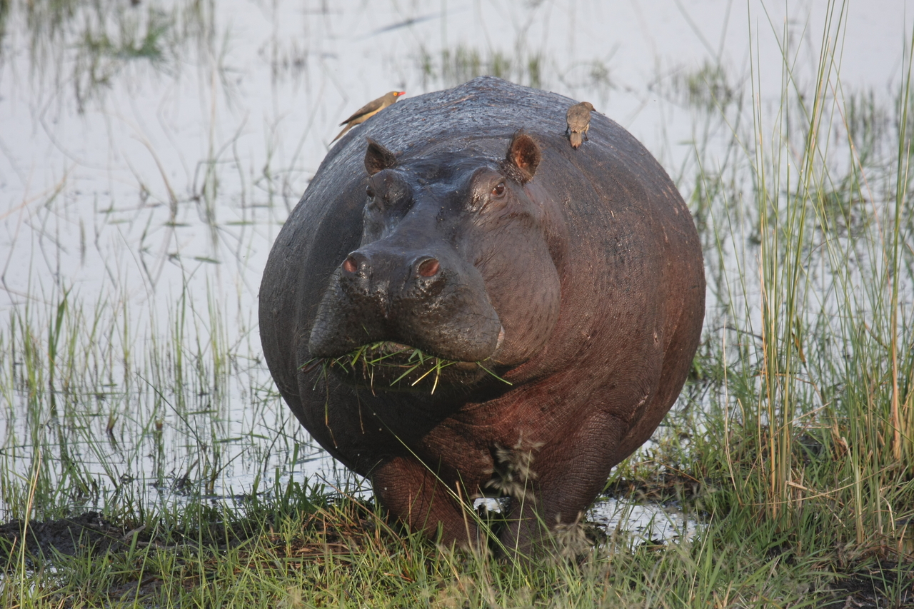 [27739] 2016_07_02_02_48_50_Africa_Canon_EOS_40D_IMG__04799.jpg