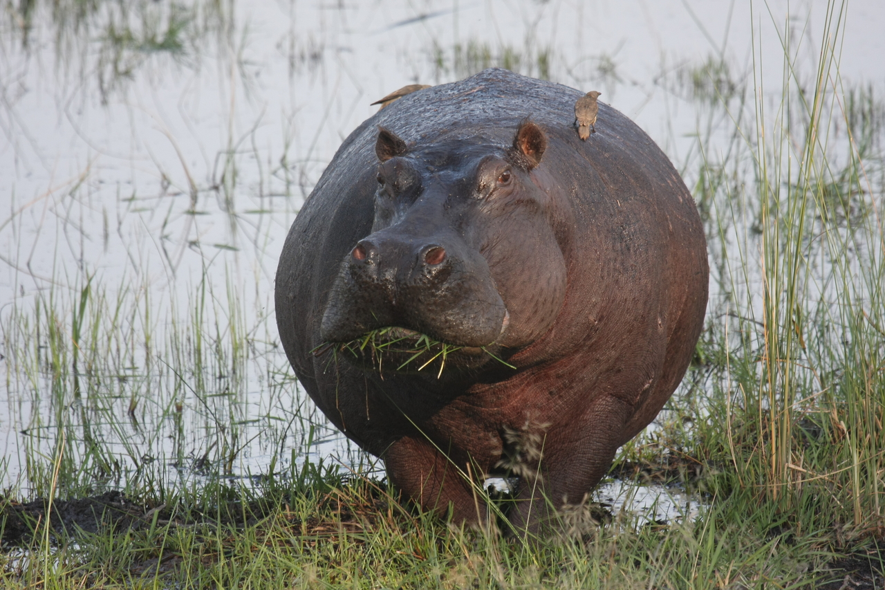 [27744] 2016_07_02_02_48_50_Africa_Canon_EOS_40D_IMG__12248.jpg