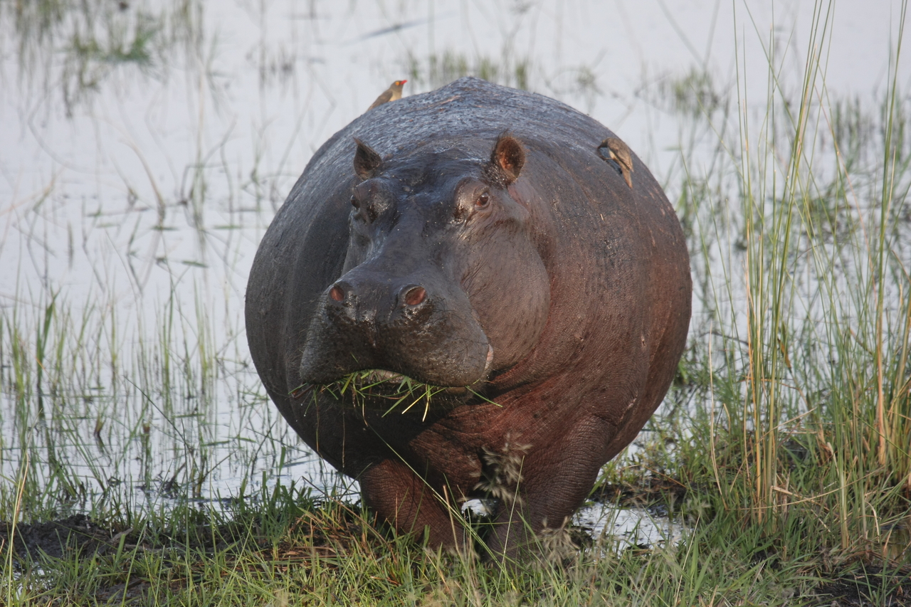 [27745] 2016_07_02_02_48_52_Africa_Canon_EOS_40D_IMG__00259.jpg